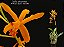 Laelia alvoroana - Imagem 1
