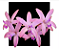 Laelia xbritoi - Imagem 1