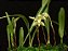Maxillaria cerifera - Imagem 1