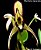 Maxillaria marginata - Imagem 1
