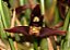 Maxillaria houteana - Imagem 1