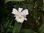 Sobralia sessilis alba x self - Imagem 1