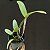 Cattleya (intermedia “pelorica” x amethystoglossa multiflora”). - Imagem 2