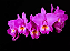Cattleya (labiata concolor x bowringeana alba) - Imagem 1
