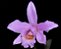 Cattleya loddigesii “ pelorica “ x Laelia alaorii - Imagem 1
