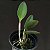 Cattleya loddigesii “ pelorica “ x Laelia alaorii - Imagem 2