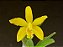 Cattleya luteola x Laelia itambana - Imagem 1