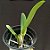 Laelia (tenebrosa x millerii) - Imagem 2