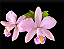 Cattleya Violacea  Concolor - Oferta Relâmpago - Imagem 1