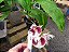 Kit 03 Catasetum - Sem Identificação - Adultos - Imagem 3