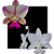 Cattleya Walkeriana S/a Emerson x Alba Crystal - Imagem 1