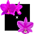 Cattleya Nobilior Rubra especial x Sphah DF - Imagem 1