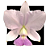 Cattleya Walkeriana Coerulea AIS x Coerulea - Pre adultas - Imagem 1