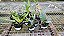 Kit 10 Cattleya E Orquidea Variadas - Mudas e pre adultas - 02 - Imagem 1