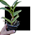 Cattleya Deckerii Coerulea - "BS" - Imagem 2