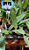 Cattleya Warneri semi alba - Imagem 2