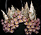 CLOWESIA ROSEA - Imagem 2