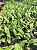 CLOWESIA ROSEA - Imagem 3