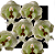 Clowesia Warscewiczii - Imagem 1
