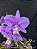 Cattleya Nobilior Coerulense x 3 irmão na bolacha - Imagem 3