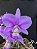 Cattleya Nobilior Coerulense x 3 irmão na bolacha - Imagem 1
