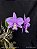 Cattleya Nobilior Coerulense x 3 irmão na bolacha - Imagem 2