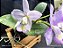 Cattleya Nobilior Suave Cacau - Imagem 1