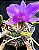 Cattleya Nobilior Escura Ângico- na Bolacha - Imagem 3