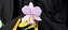 Cattleya Nobilior Concolor RF - Imagem 3