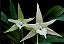 Orquidea Angraecum Sesquipedaale - Imagem 1