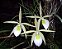 Brassavola Fragans - Imagem 1