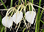 Brassavola Ovaliformis - Imagem 1