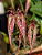 Bulbophyllum Emily Siegerist - Imagem 1