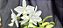 Cattleya Nobilior Alba Noviça - Corte - Imagem 3