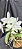 Cattleya Nobilior Alba Noviça - Corte - Imagem 1