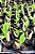 Catasetum Pearl Jam - Negro - Meristema - Imagem 3