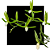 Catasetum Tuberculatum Albo - Meristema - Imagem 1