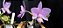 Kit de 2 Cattleya Nobilior - Cód 04 - Imagem 4