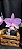 Kit de 2 Cattleya Nobilior - Cód 04 - Imagem 6