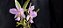 Cattleya Mesquitas Vinicolor - Adulto - Imagem 5