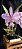 Cattleya Mesquitas Vinicolor - Adulto - Imagem 3