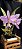 Cattleya Mesquitas Vinicolor - Adulto - Imagem 4