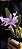 Cattleya Mesquitas Vinicolor - Adulto - Imagem 7