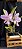 Cattleya Mesquitas Vinicolor - Adulto - Imagem 6