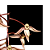 Catasetum Ornithoides - muda - Imagem 1