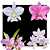 Kit de 4 Cattleya Nobilior e Mesquitae  -  Especial - Imagem 1