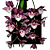 Clowsetum Pierre Couret 'Dianne Pauneto - Imagem 1