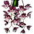 Clowsetum Pierre Couret 'Dianne Pauneto - Imagem 3