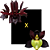 Catasetum Dragon 6291 x Tenebrosum - Imagem 1