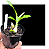 Catasetum Draco bicolor x Durval ferreira Original - Imagem 2